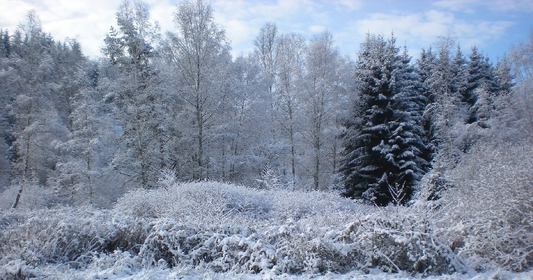 La forêt sous la neige